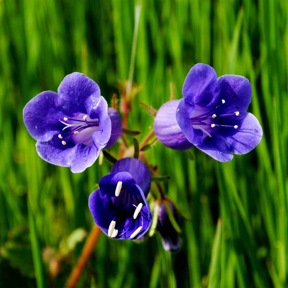 California Bluebell Drought-Tolerant Flower Seeds