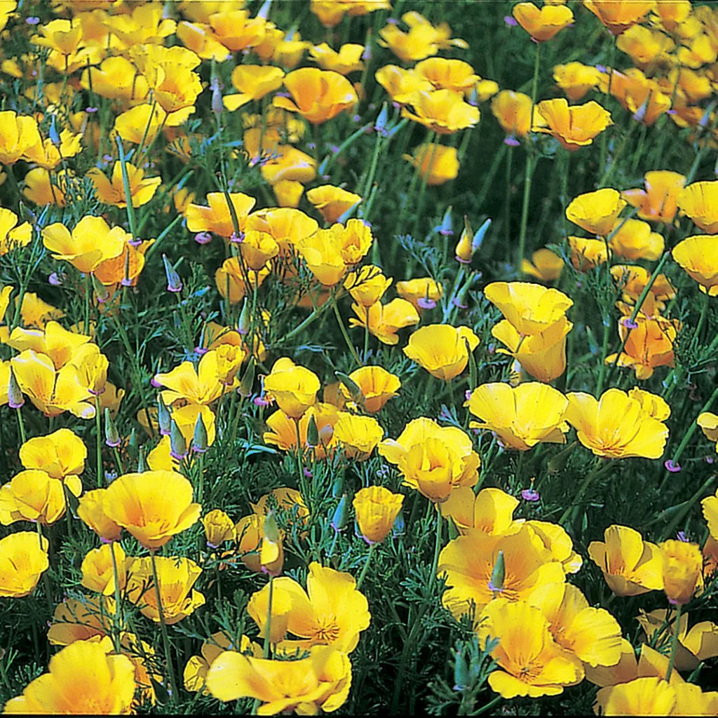 California Poppy Seeds - Golden West