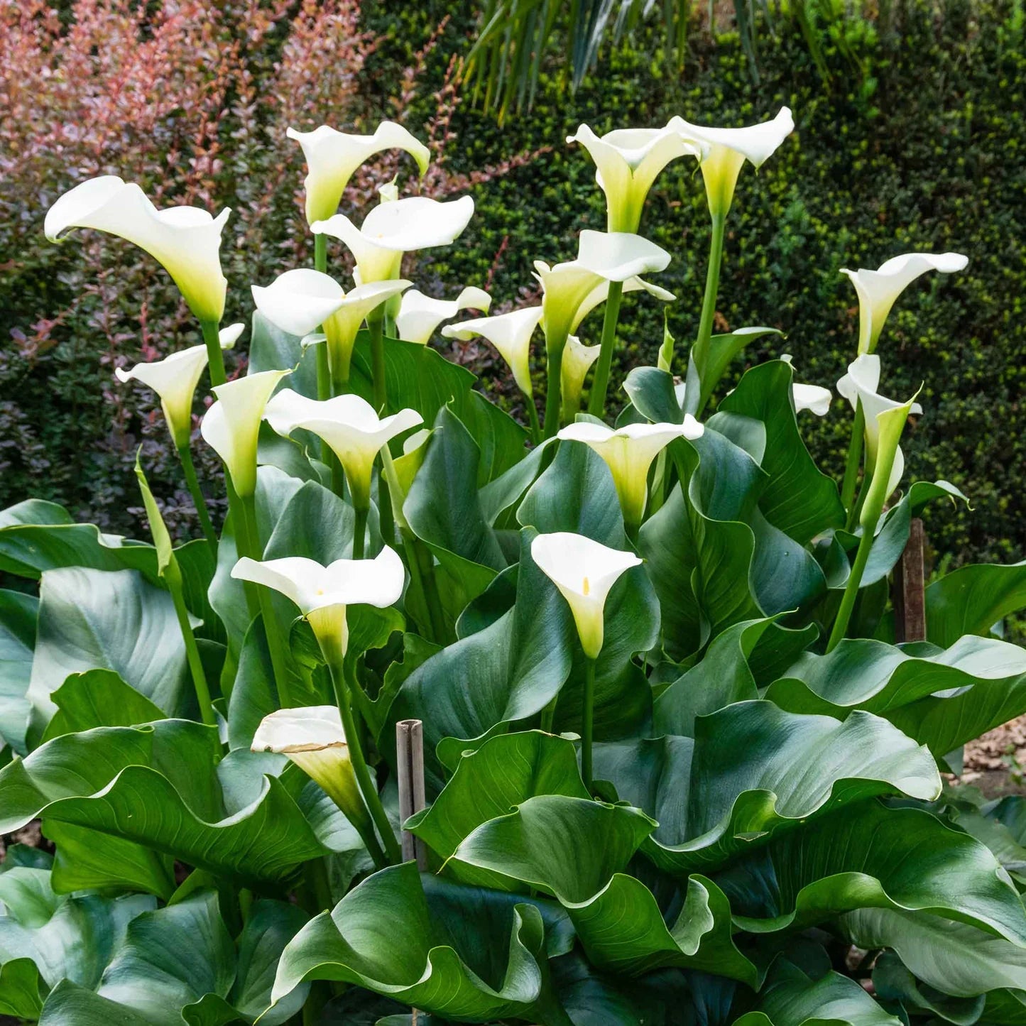 Calla Lily Bulbs - Aethiopica