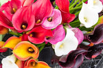 Calla Lily Bulbs – Sleek Elegant Blooms for Garden Beds & Pots - Dharaseeds