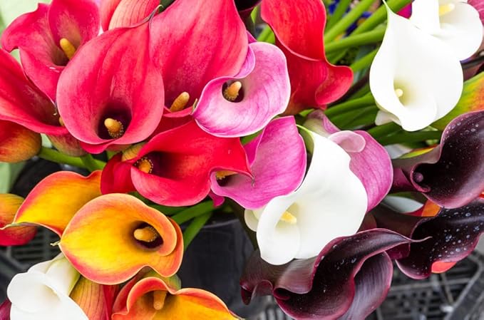 Calla Lily Bulbs – Sleek Elegant Blooms for Garden Beds & Pots - Dharaseeds
