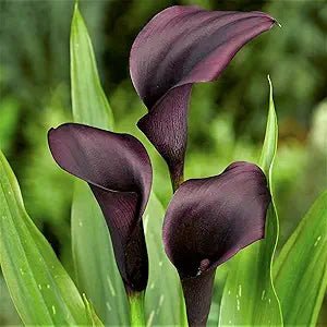 Calla Lily Bulbs – Sleek Elegant Blooms for Garden Beds & Pots - Dharaseeds