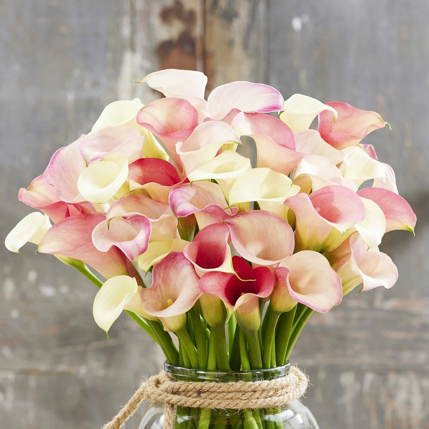 Calla Lily Bulbs - Romantic Mix