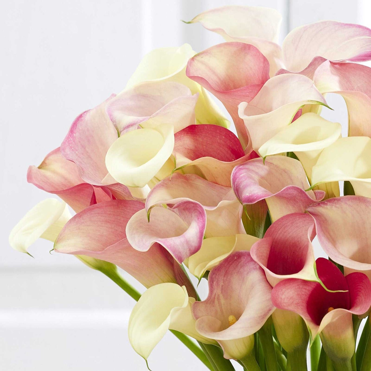 Calla Lily Bulbs - Romantic Mix