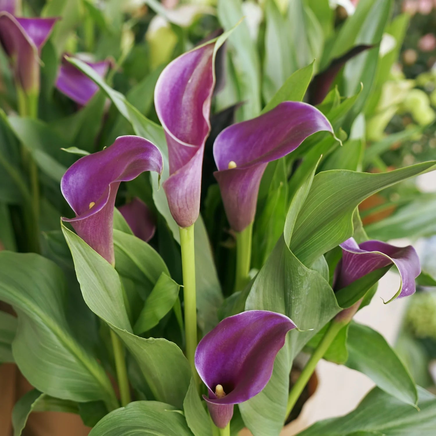 Calla Lily Zantedeschia aethiopica Flowering Seeds For Planting