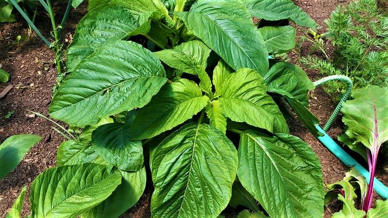 Amaranth Seeds - Green Callaloo