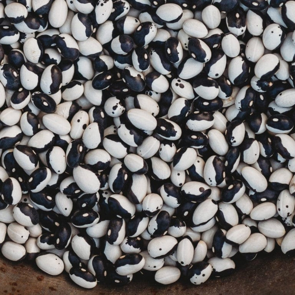 Black & White Troot Bean Seeds for Planting - heirloom & Non-GMO Seeds