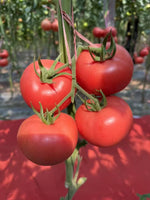 Camelia Hybrid Tomato Seeds for planting deep red firm tomatoes