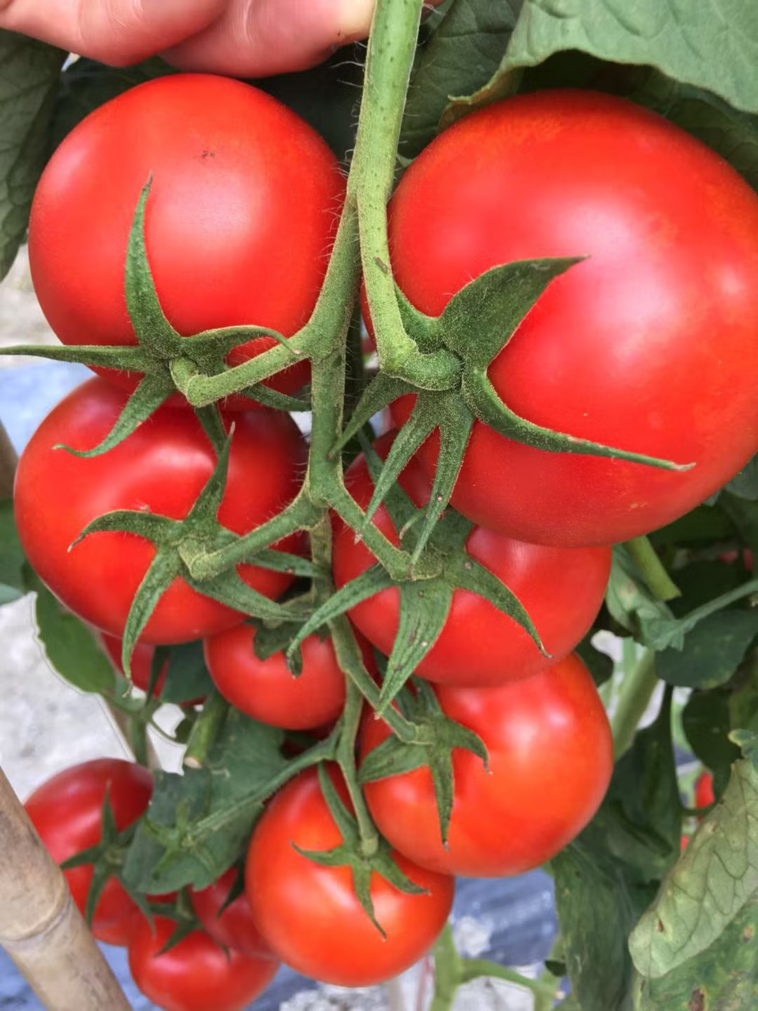Hybrid tomato seeds deep red firm high yield variety