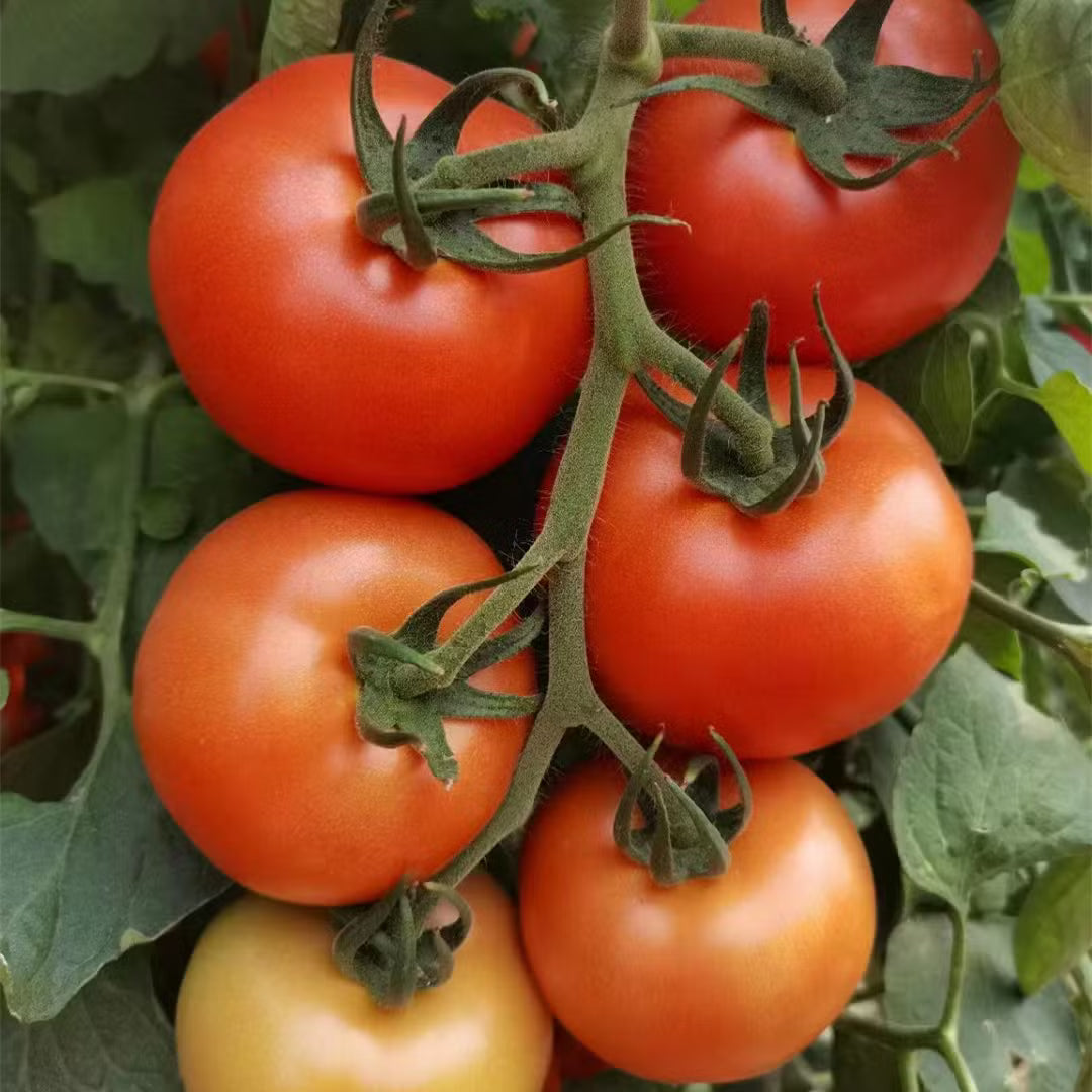 Non GMO tomato seeds Camelia Hybrid for home gardening