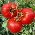 Tomato seeds for planting hybrid vigorous growth