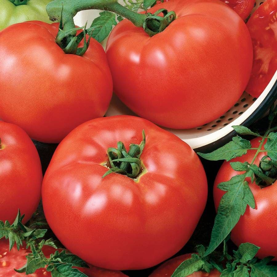 High germination tomato seeds deep red firm tomatoes