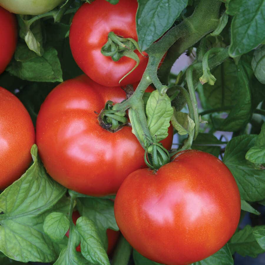 Organic gardening tomato seeds hybrid deep red firm