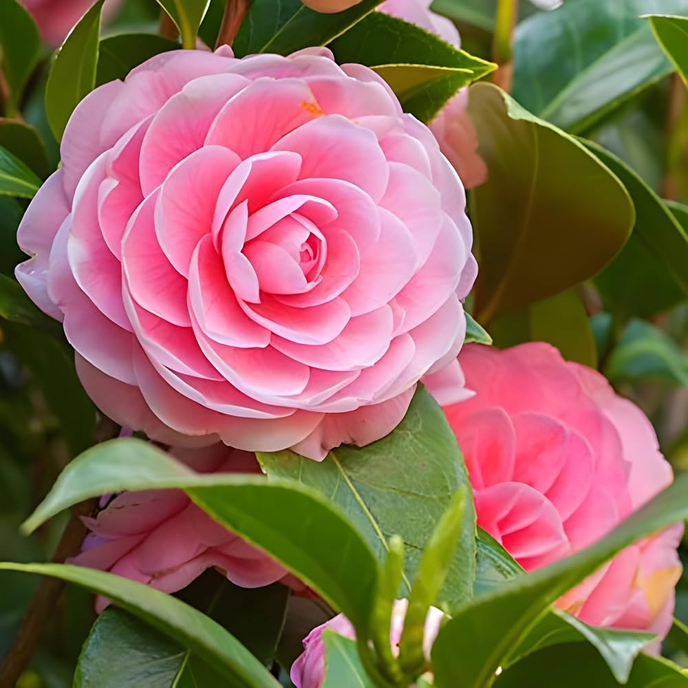Camellia flower Camellia japonica seeds for planting in pots, balcony, or backyard gardening - Dharaseeds