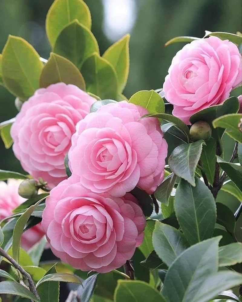 Camellia flower Camellia japonica seeds for planting in pots, balcony, or backyard gardening - Dharaseeds