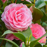 Camellia flower Camellia japonica seeds for planting in pots, balcony, or backyard gardening - Dharaseeds