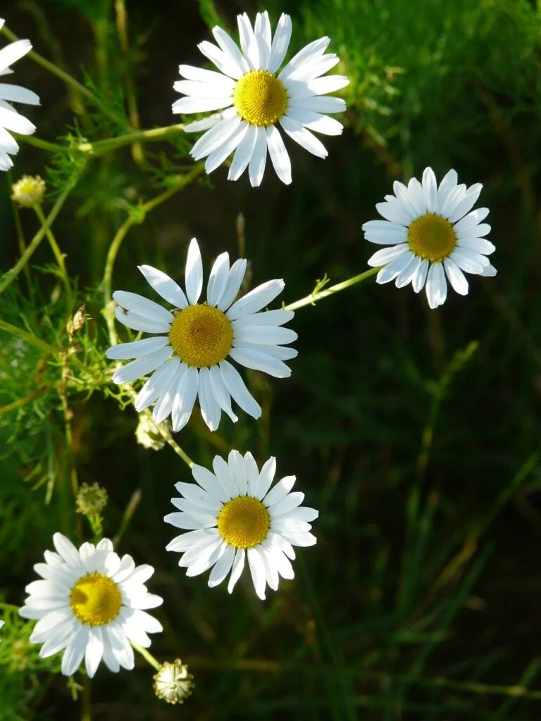 Common German Chamomile Seeds Matricaria recutita Herbal Tea – Heirloom, Non-GMO, High Germination Organic Garden Seeds