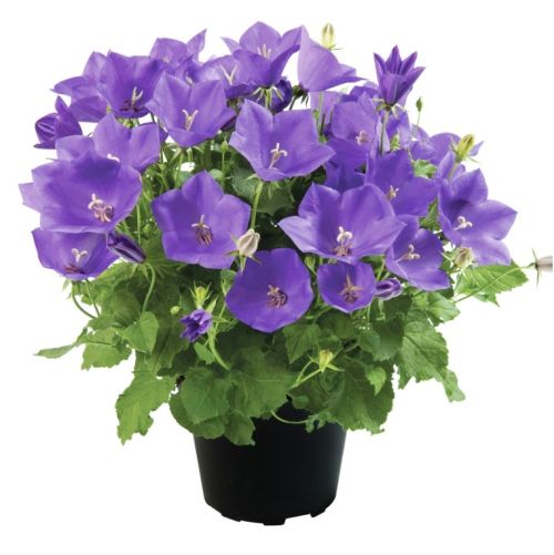 Campanula Avida Blue Imported heirloom non-gmo garden seeds