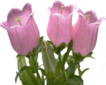 Campanula flower Campanula spp. seeds for planting in home garden or ornamental balcony containers - Dharaseeds