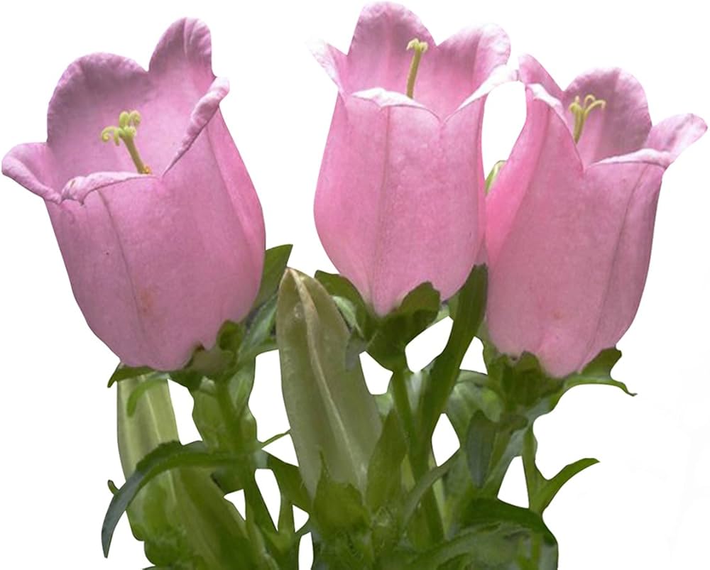 Campanula flower Campanula spp. seeds for planting in home garden or ornamental balcony containers - Dharaseeds