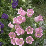 Campanula flower Campanula spp. seeds for planting in home garden or ornamental balcony containers - Dharaseeds