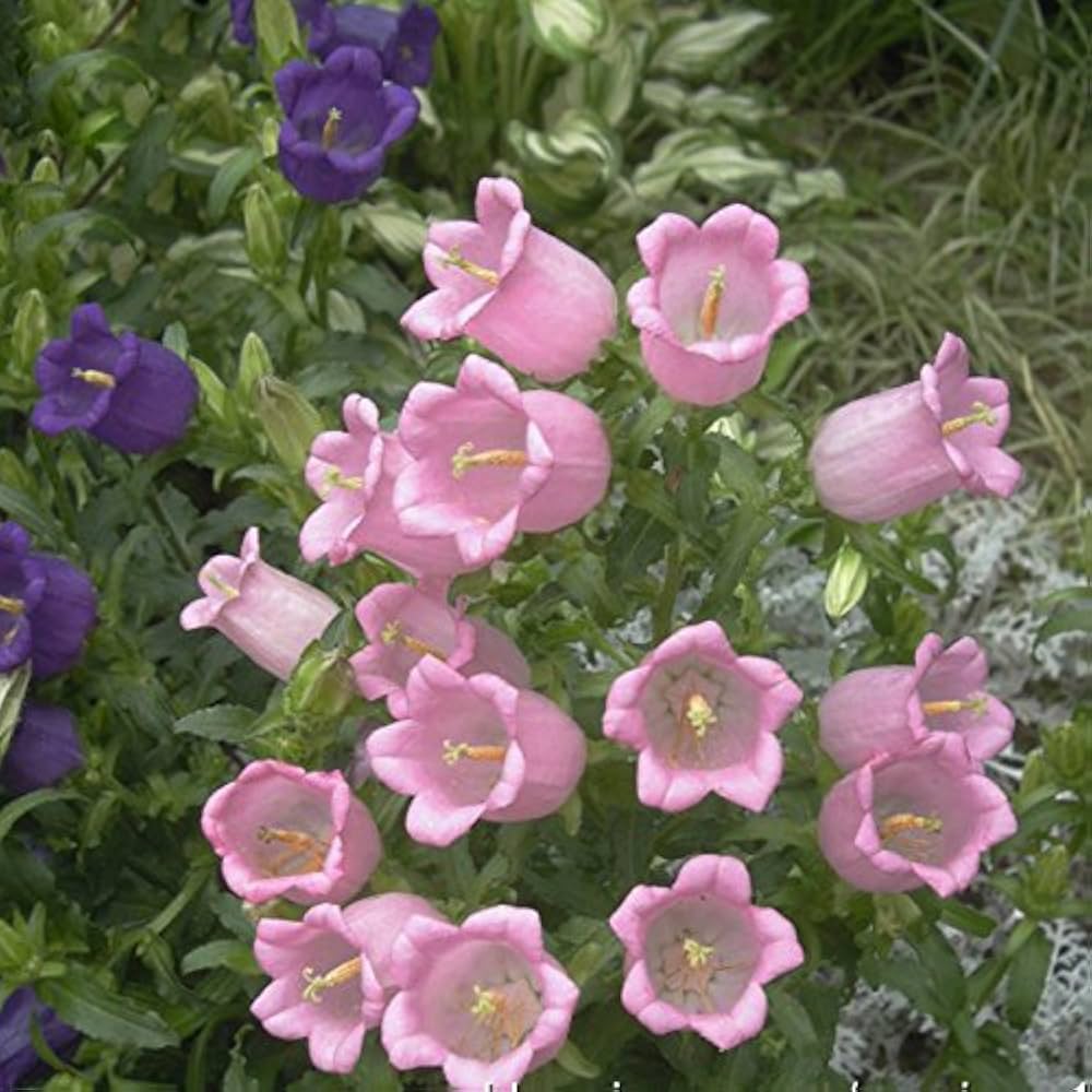 Campanula flower Campanula spp. seeds for planting in home garden or ornamental balcony containers - Dharaseeds