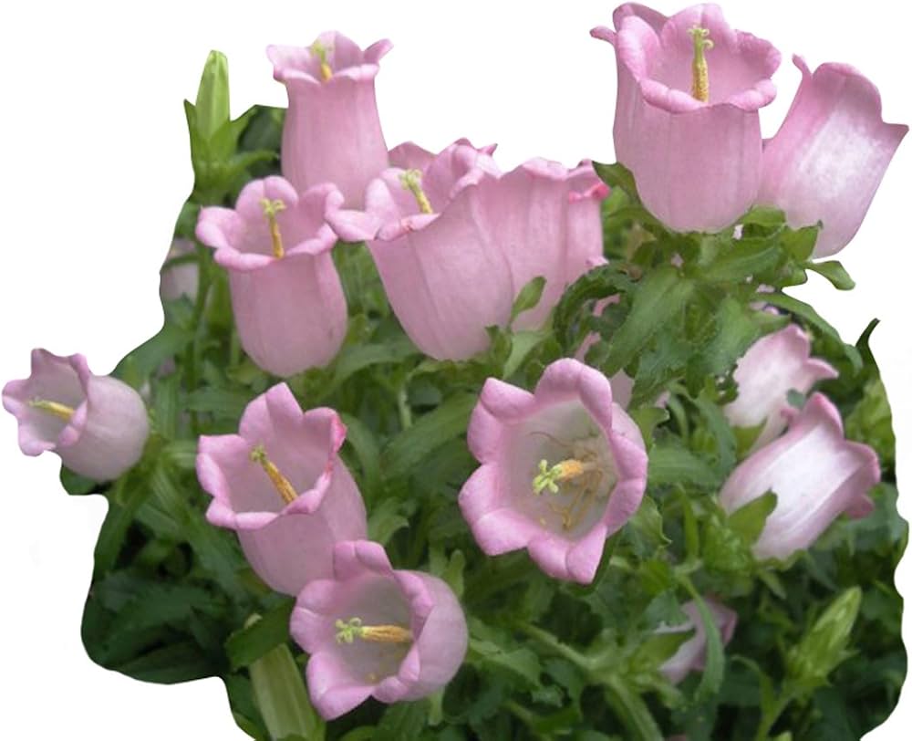 Campanula flower Campanula spp. seeds for planting in home garden or ornamental balcony containers - Dharaseeds