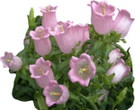 Campanula flower Campanula spp. seeds for planting in home garden or ornamental balcony containers - Dharaseeds