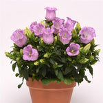 Campanula Lavender Imported heirloom non-gmo garden seeds