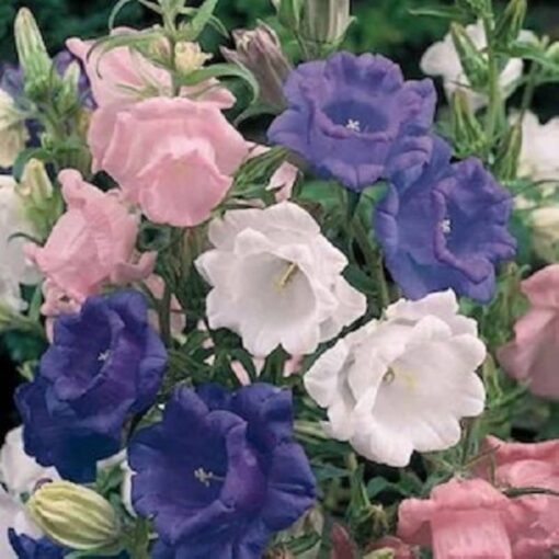 Campanula Imported heirloom non-gmo garden seeds