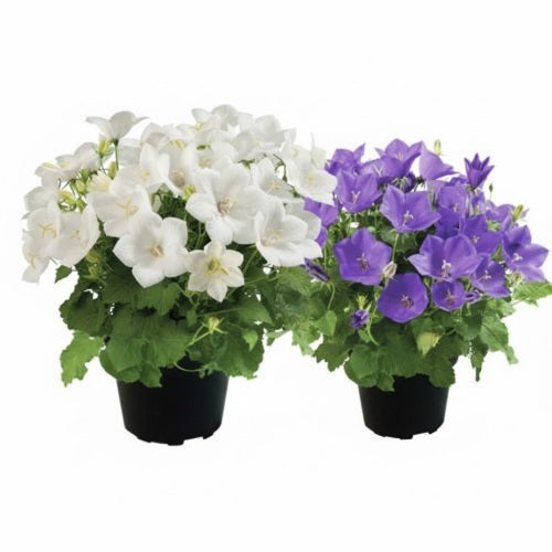 Campanula Avida Blue And White Imported Pelleted heirloom non-gmo garden seeds