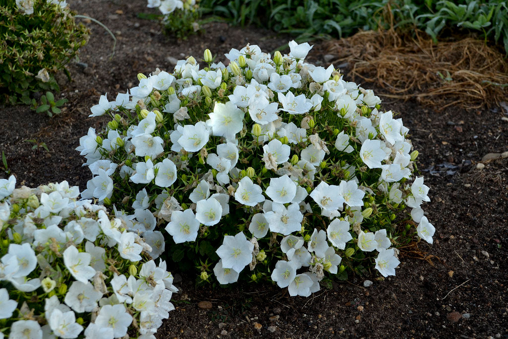Bellflower Campanula Carpatica White Flower Seeds for Planting