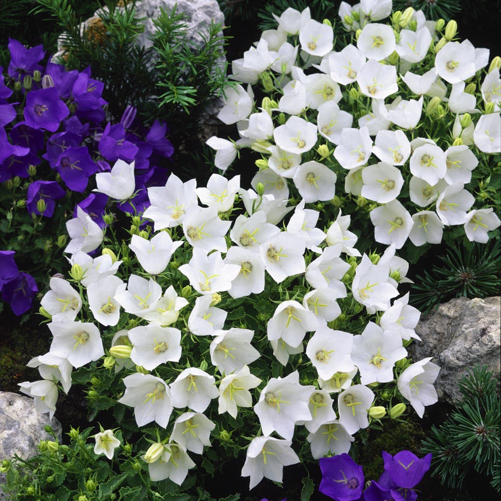 Bellflower White Bloom Seeds