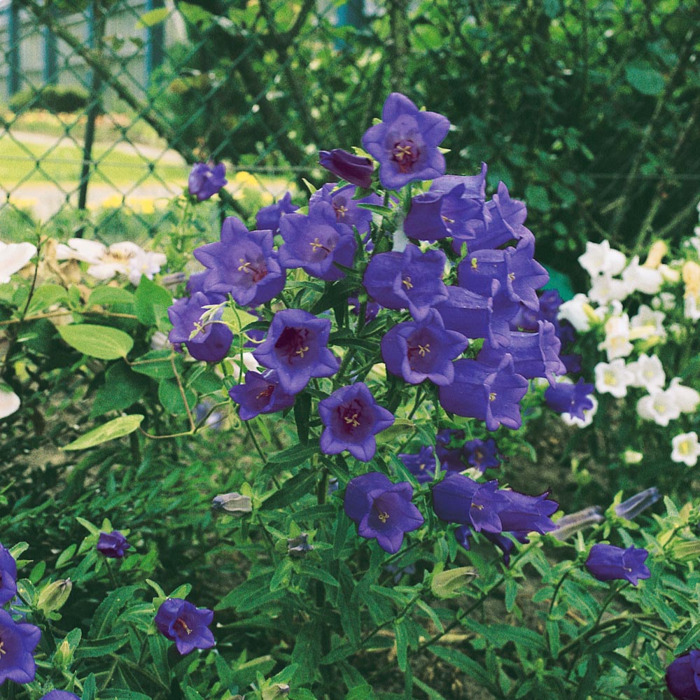 Canterbury Bells Blue Bell-Shaped Flower Seeds