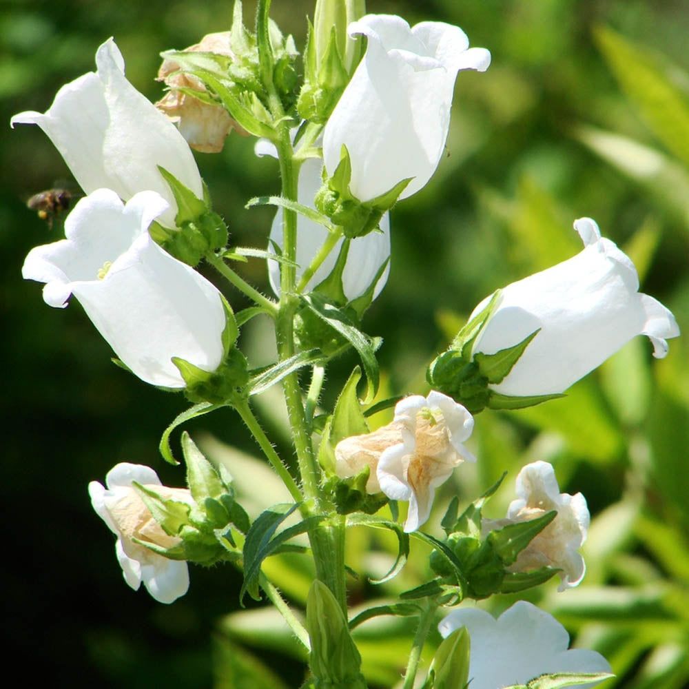 Canterbury Bells White Classic Bloom Flower Seeds