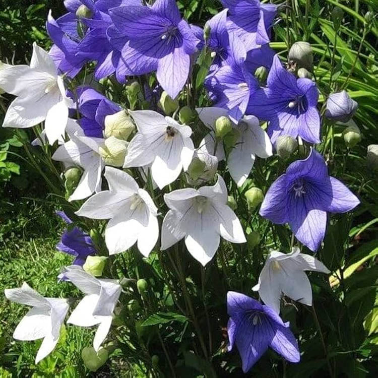 Bellflower Mix Seeds