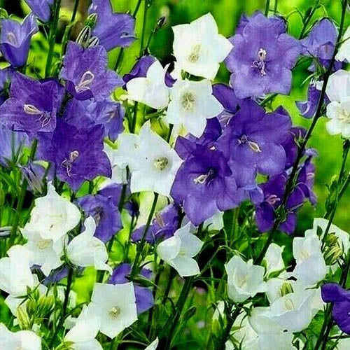 Bellflower Mix Seeds