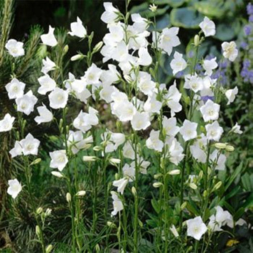 Bellflower Peach-Leaved White Seeds