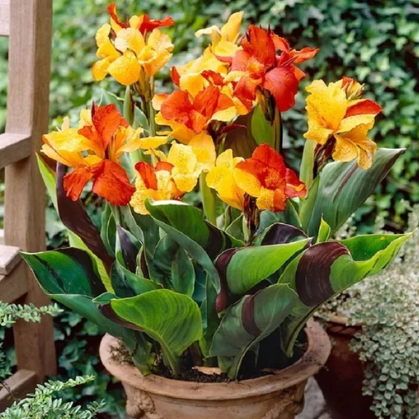 Canna Lily Starters Tangelo Canna - Arizona Grown From Seed – Heirloom, Non-GMO