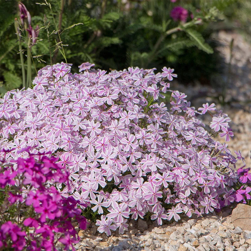 Phlox Candy Stripe Creeping Phlox Seeds