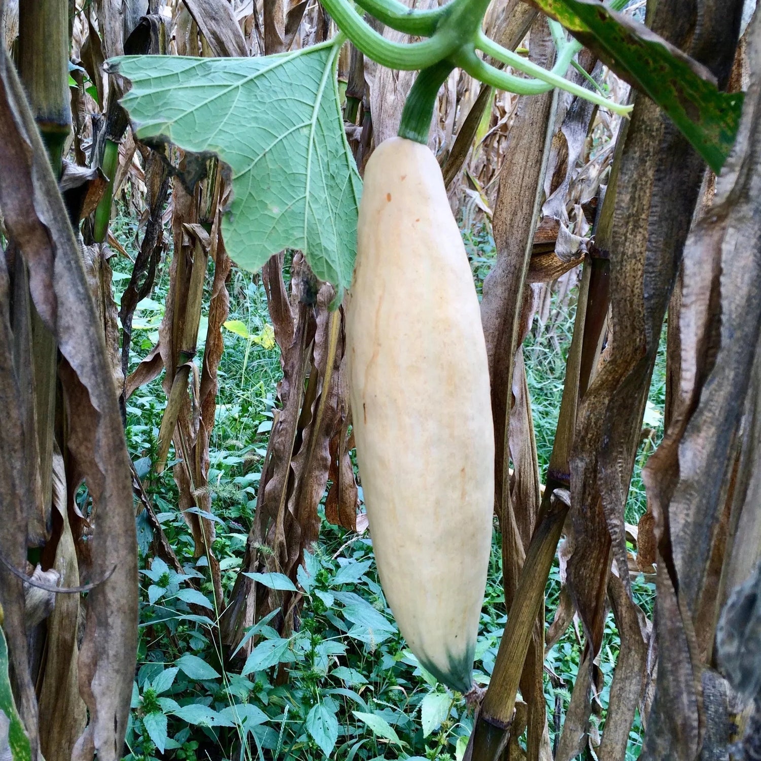 Candy Roaster Vegetable Seeds for Planting