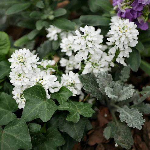 Candytuft Seeds - Empress