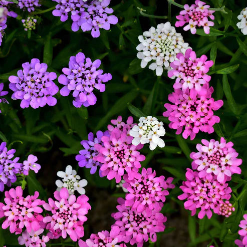 Candytuft Seeds - Mixed Colors