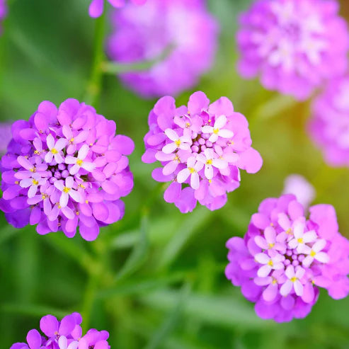 Candytuft Seeds - Rose Cardinal