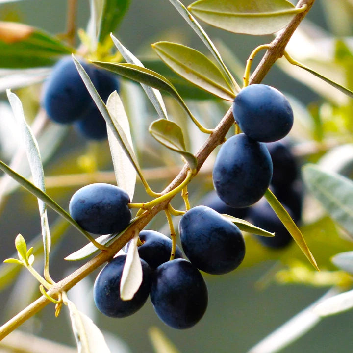 Canino Olive Tree seeds Italian heirloom gardening