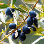 Canino Olive Tree seeds Italian heirloom gardening