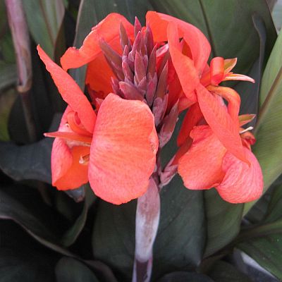 Canna Cannova Bronze Orange F1 heirloom non-gmo garden seeds