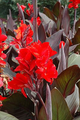 Canna Cannova Bronze Scarlet F1 heirloom non-gmo garden seeds