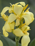 Canna Cannova Lemon F1 heirloom non-gmo garden seeds