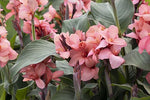 Canna Cannova Mango F1 heirloom non-gmo garden seeds
